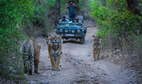 Golden Triangle Tour With Ranthambore